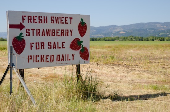 strawberry picking